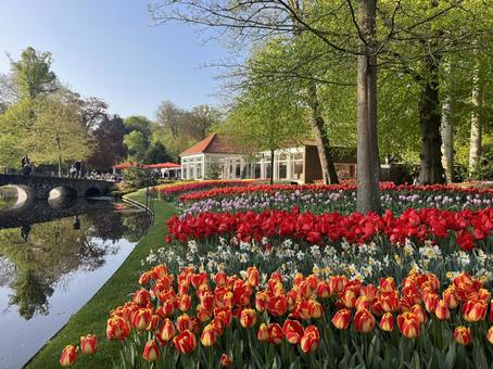 キューケンホフ公園 キューケンホフ公園 キューケンホフ,チューリップ,アムステルダムの写真素材