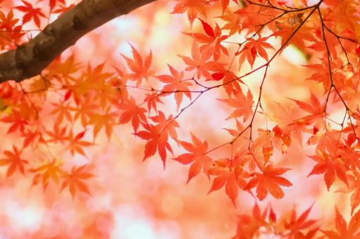 紅葉の秋もみじ 紅葉の秋もみじ 紅葉,秋,もみじの写真素材