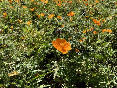 オレンジ色の花の写真