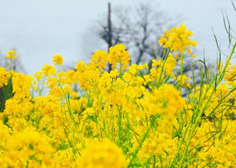 菜の花の写真