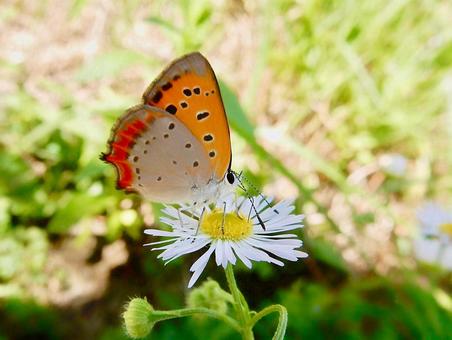 【昆虫写真】ベニシジミ ベニシジミ,紅小灰蝶,自然の写真素材