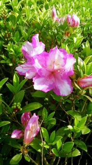 Azalea, azalea, flower, flower language, JPG