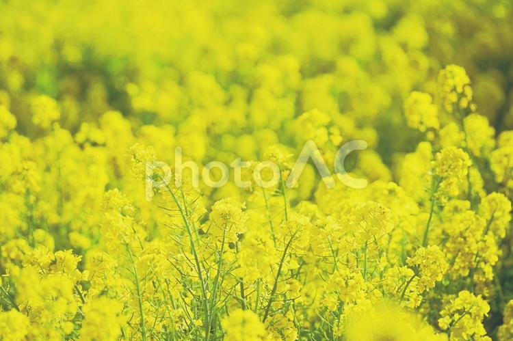 満開の菜の花畑２ 菜の花,春,花の写真素材