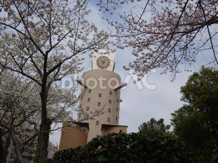 曇り日の桜-7 曇り日,空,雲の写真素材