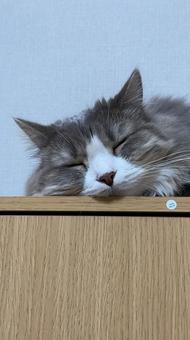 眠る猫 眠る猫の写真