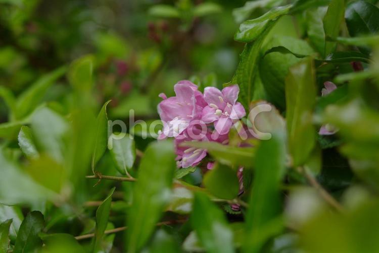 ピンクの花と新緑 花,ピンク,新緑の写真素材