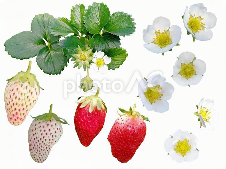 イチゴの実と花と葉 苺,イチゴ,赤の写真素材