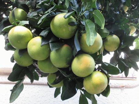 11月のグレープフルーツ  ０１１ グレープフルーツ,果物,11月の写真素材