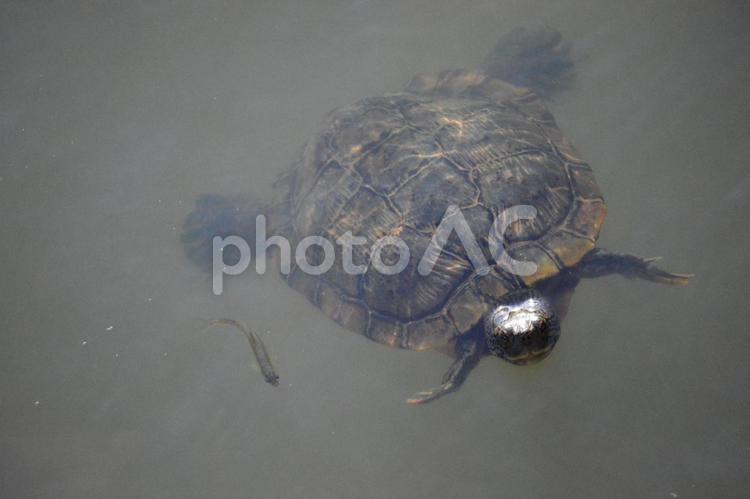 池の亀と小魚 亀,小魚,池の写真素材
