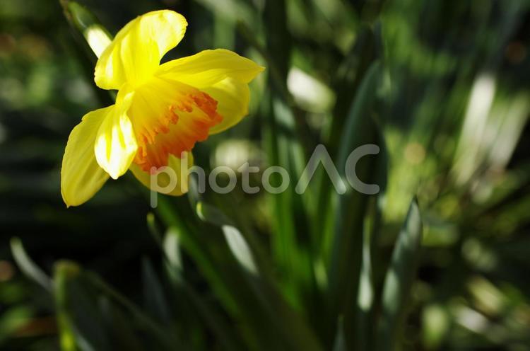 水仙が咲いた 花,黄色,イエローの写真素材