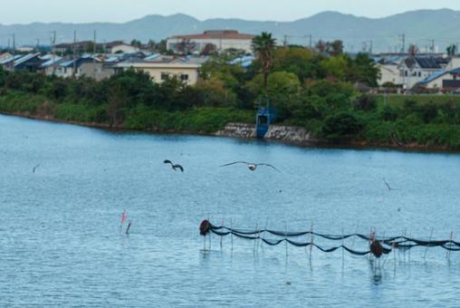 漁師さんのおこぼれを狙い飛ぶセグロカモメ 漁師さんのおこぼれを狙い飛ぶセグロカモメの写真