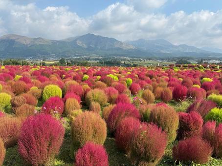 南阿蘇のコキア コキア,ほうき草,観光の写真素材