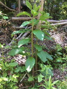 ヨウシュヤマゴボウ ヨウシュヤマゴボウ,野草,自然の写真素材