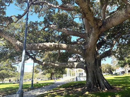 オーストラリアの公園 オーストラリアの公園 公園,芝生,木の写真素材