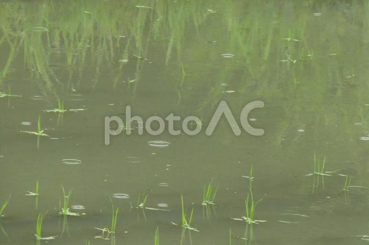 雨の日の田んぼ 雨,小雨,波紋の写真素材