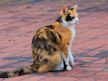 海の公園で出会った三毛猫さんです。 海の公園で出会った三毛猫さんです。の写真