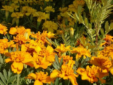 マリーゴールド-3 マリーゴールド,花びら,舌状の写真素材