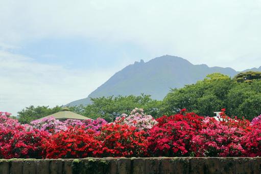 有明の森フラワー公園02 有明の森フラワー公園02の写真