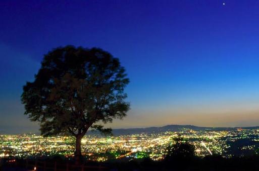 夜景と木 夜景と木の写真