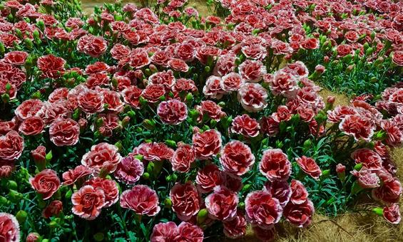たくさんのカーネーション 赤い花 たくさんのカーネーション 赤い花 たくさんのカーネーション,花々,花の写真素材