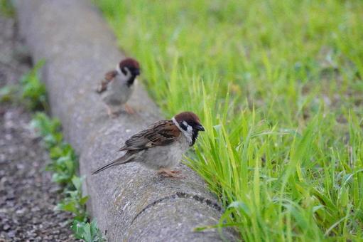すずめ すずめ スズメ,小鳥,動物の写真素材