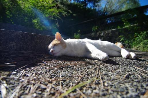 猫 猫の写真