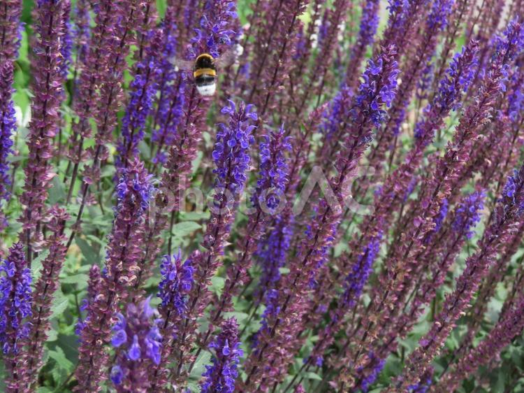 サルビア・ネモローサとマルハナバチ サルビア,紫の花,マルハナバチの写真素材