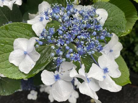 A close-up of a rain-soaked hydrangea, hakuji hydrangea, rain, flower, JPG