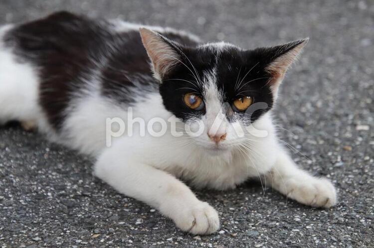 目を怪我している野良猫 野良猫,ネコ,猫の写真素材