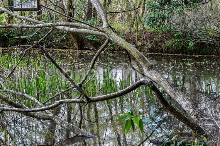 北本自然公園の風景 北本自然公園,池,枝の写真素材