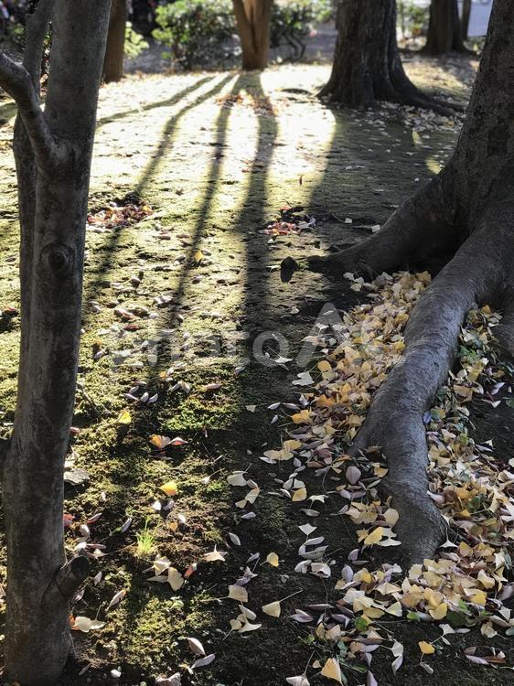 伸びる木の影 木,木材,葉の写真素材