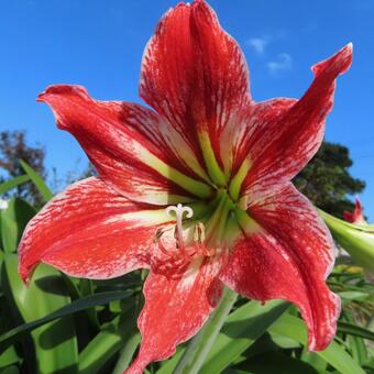 アマリリス アマリリス,花,花びらの写真素材