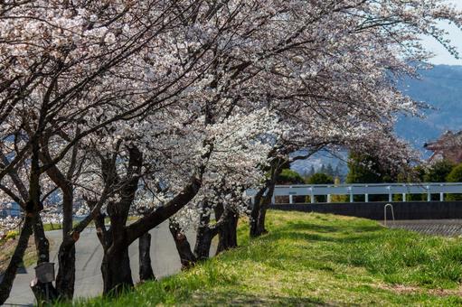 桜風景 桜風景の写真