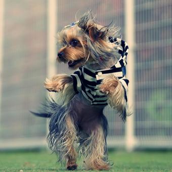 犬 ダンスの写真素材｜写真素材なら「写真AC」無料（フリー）ダウンロードOK