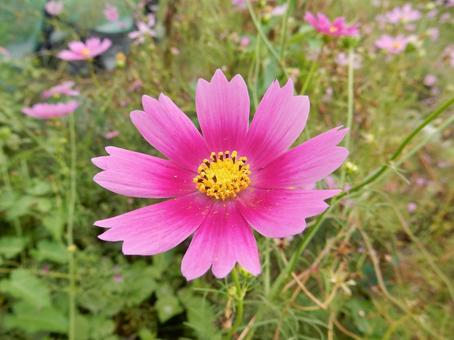 【花の写真】コスモス（秋桜）の写真