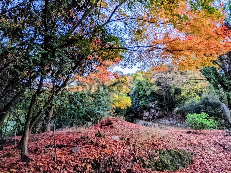 色とりどりの山の木々がキレイだね 紅葉,自然,もみじの写真素材