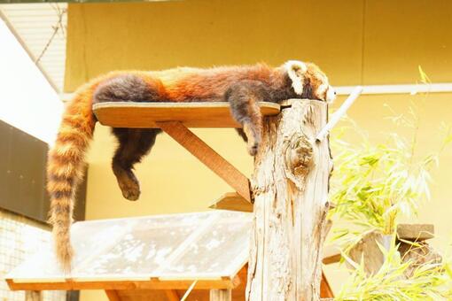 Lesser panda, daha küçük panda, hayvan, hayvanat bahçesi, JPG