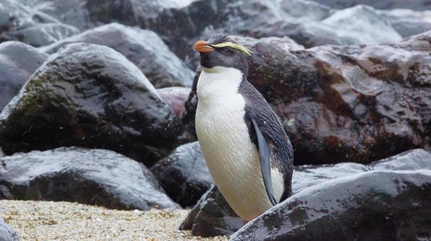 岩場で上向くフィヨルドランドペンギン 岩場で上向くフィヨルドランドペンギン ペンギン,フィヨルドランドペンギン,キマユペンギンの写真素材