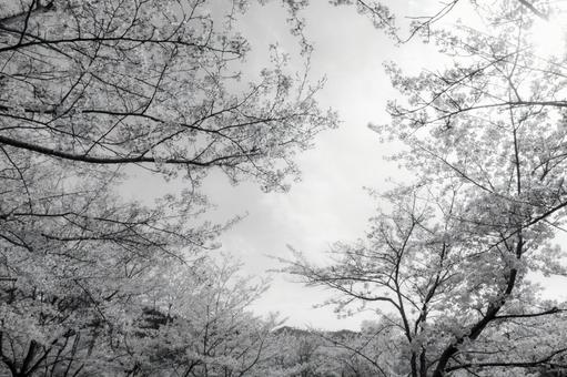 桜が満開の春 桜が満開の春の写真