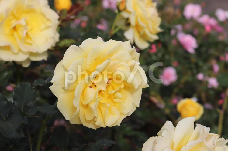 鮮やかな黄色が特徴の薔薇の人気種、ゴールドバニー 薔薇,植物,人気の写真素材