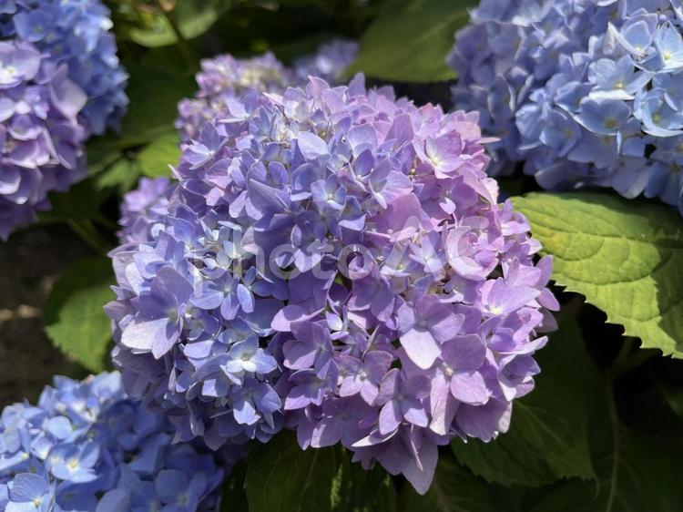 青と紫のアジサイの花 アジサイ,花,紫陽花の写真素材