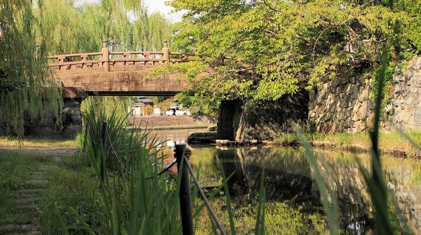 初秋の八幡堀岸辺から明治橋を望む 初秋の八幡堀岸辺から明治橋を望むの写真