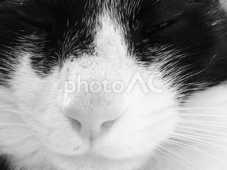 眠る猫の顔のアップ 猫,ねこ,ネコの写真素材
