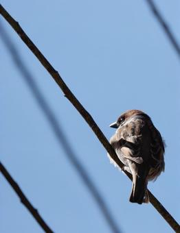 背中で語る雀 背中で語る雀 雀,鳥,ふさふさの写真素材
