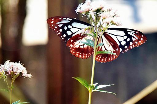 ウッドデッキの鉢植えに来たアサギマダラ アサギマダラ,昆虫,チョウの写真素材