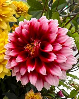 ダリア ダリア,花,アップの写真素材