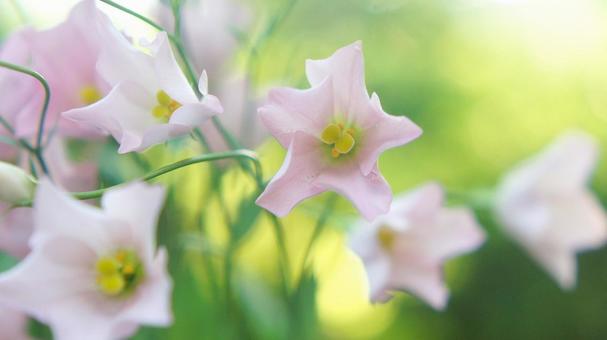 秋の花-301 秋の花-301 トルコキキョウ,一重,ピンクの写真素材
