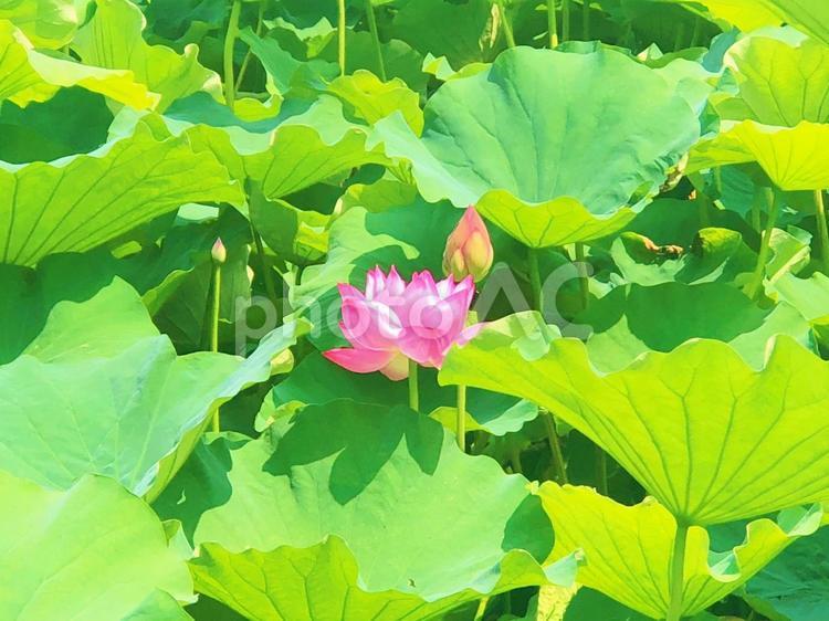 ハスの花 はす,ハス,蓮の写真素材