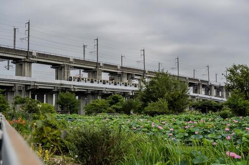 原市沼の古代蓮 原市沼の古代蓮 蓮,ハス,花の写真素材