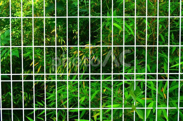 白い柵と植物 白い柵と植物,白い柵,フェンスの写真素材